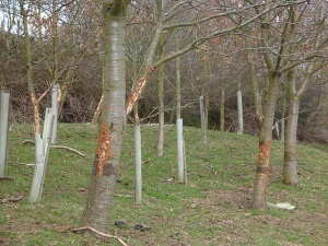 deer damage