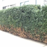 Salt Damage On Evergreen Shrubs