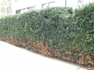 Brown Shrubs Winter Damage