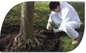 Tree Protection During Construction