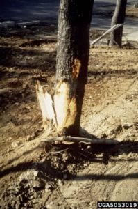 Tree Protection During Construction 4 - Damage
