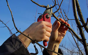 When To Trim Bushes