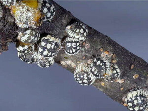 Tree Scale