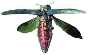 Emerald Ash Borer
