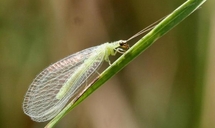 Green Lacewing