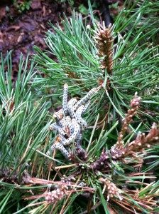 Sawflies Infestation
