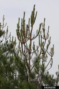 Sawfly damage