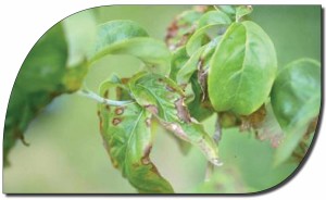 anthracnose logo