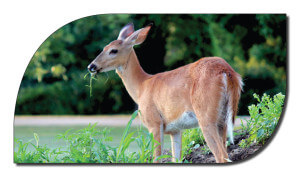 deer logo