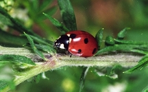 ladybug