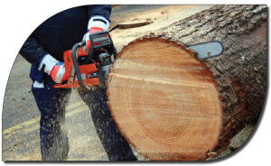 Tree Removal
