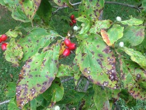 tree diseases 6