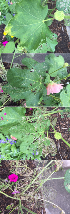 Japanese Beetle Damage