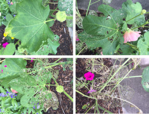 Japanese Beetle - Defoliating Insect