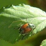 Japanese Beetle