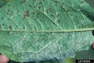 Powdery Mildew 2