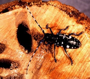Asian Long-Horned Beetle A Common Secondary Invader
