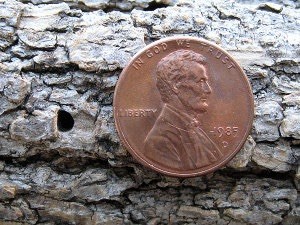Exit Hole From A Wood Boring Beetle