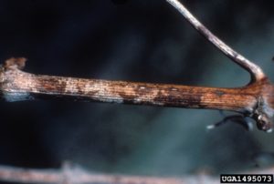 powdery mildew 1