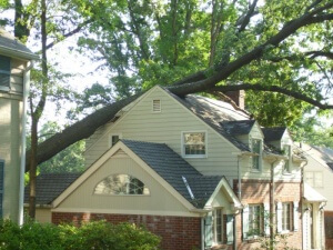 Why Do Trees Fall Down 2
