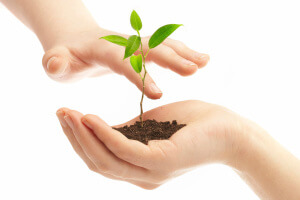 Human hands and young plant