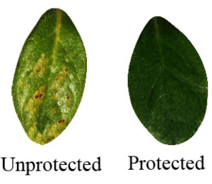 winter damage