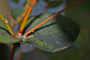 Tree Diseases 5