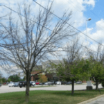 Canopy Decline