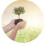 consultation with a certified arborist
