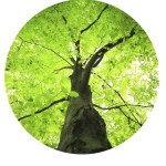 multi vitamin for a sick tree