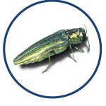sick tree emerald ash borer program