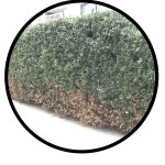 winter protection program