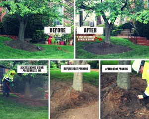 Mulch Around Trees 2