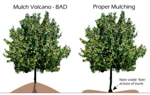 Proper Mulching Image