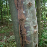 Sun_Scald_on_ash