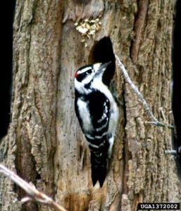 emerald ash borer