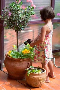 summer tree care