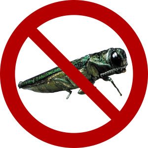 Emerald Ash Borer Protection Program