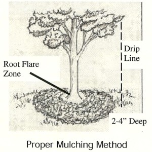 8 Fall Mulching Tips