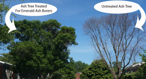 Without treatment your tree has a 99% mortality rate.