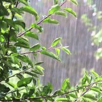 tree in rain