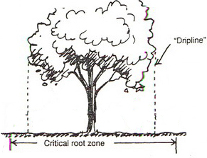 Why Do Trees Fall Down? Why Do Trees Fall Down?