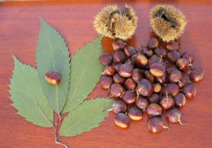 800px-american_chestnut
