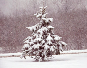 Trees In Winter