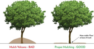 mulch around trees 1