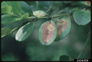 Boxwood Leafminer
