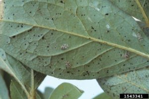 Lace Bug Excrement