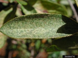 Light Yellow Stippling From Lace Bug