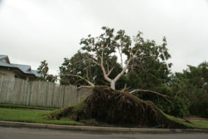 Why Do Trees Fall Down