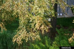 spider mite damage